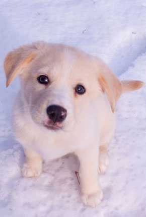 Ella the Snow Dog